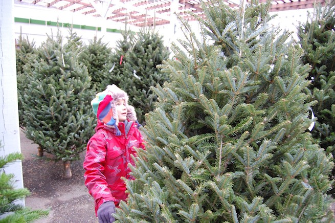 Discarded Christmas trees: a seasonal dilemma