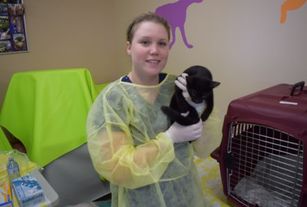 Cat surrender day at OSPCA