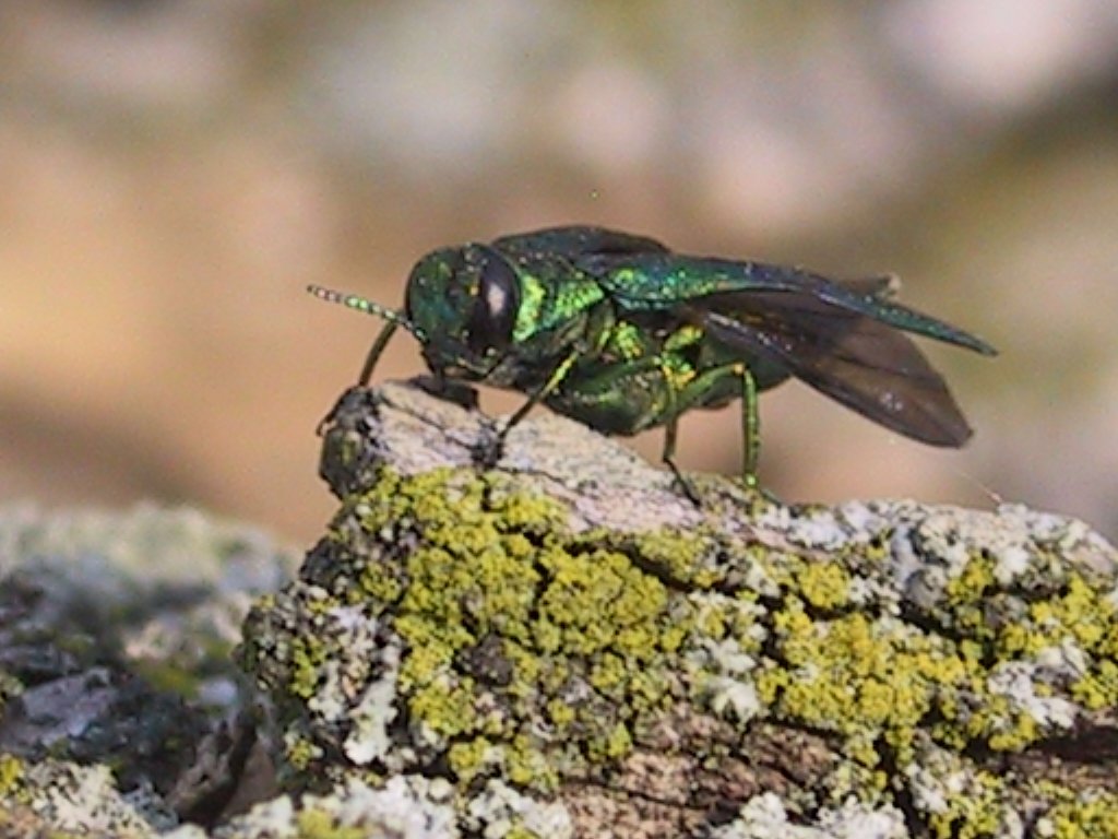 Counties supports SNC in the fight against Emerald Ash Borer