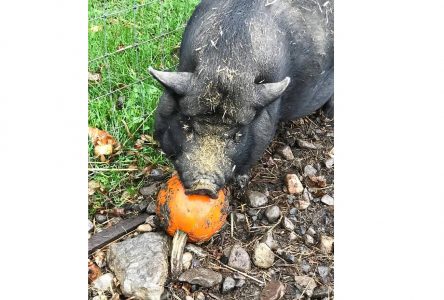 Happy as a pig in pumpkins