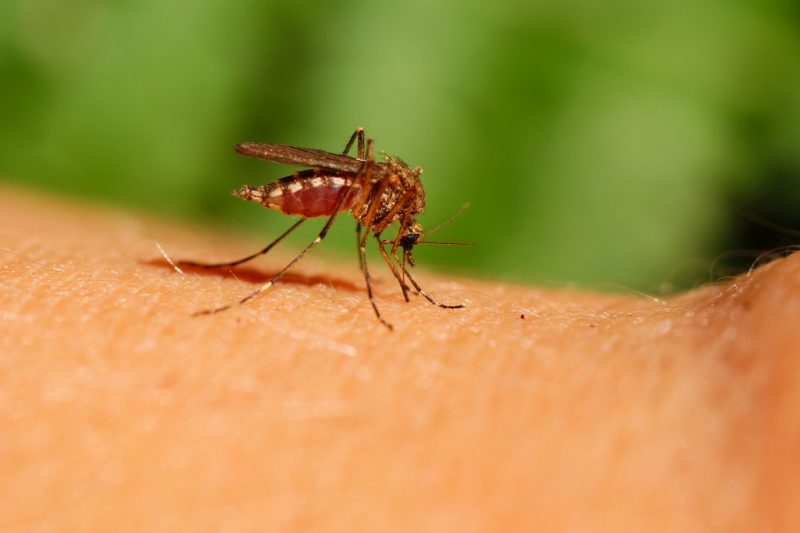 Confirmed Human Case of West Nile Virus in Our Area