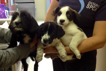 Abandoned puppies dropped over a seven-foot fence: Ontario SPCA