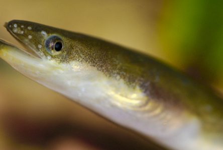 American eel now an endangered species