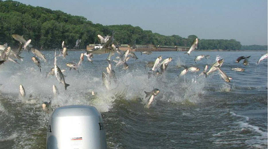 Introduction of Asian carp to St. Lawrence River a ‘game changer’: Ridal
