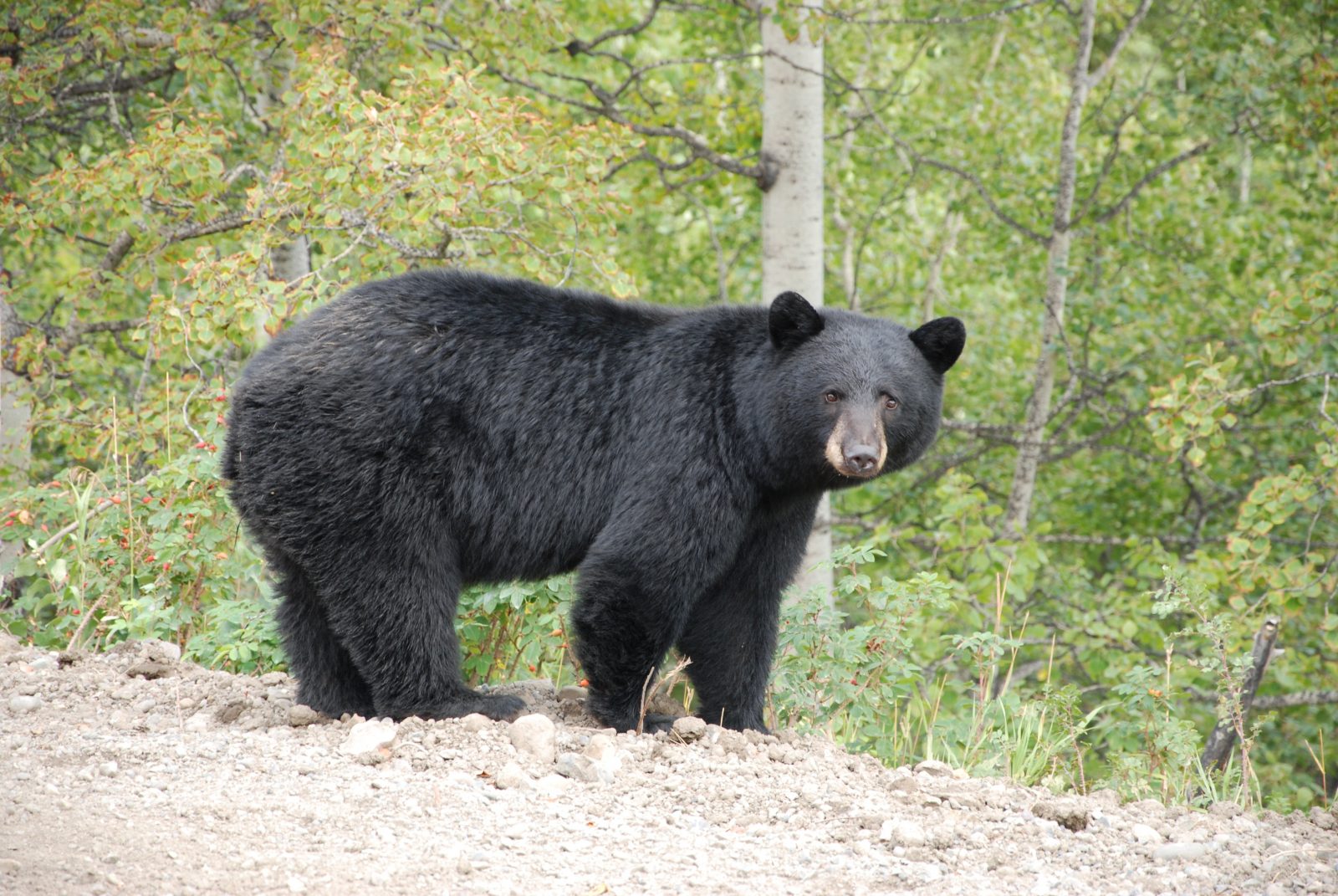 Bear sightings not uncommon this time of year: MNR