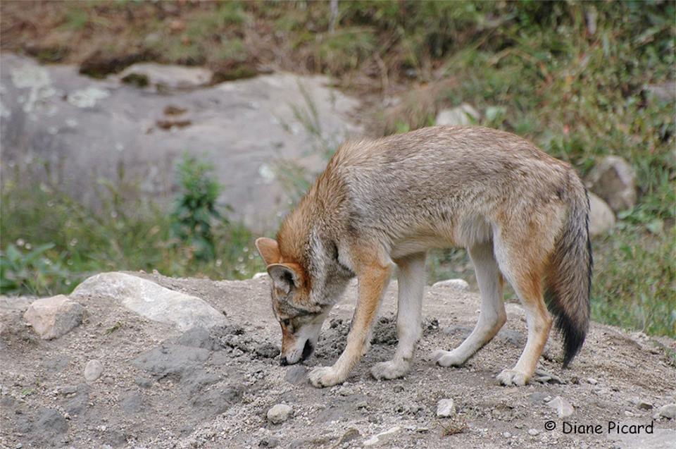 COYOTE CONNECTIONS: Living with wildlife