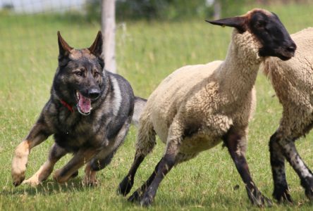 THEY LET THE DOGS OUT: K9 Sport Fest taking place in Maxville