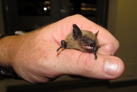 GOING BATTY: OPG Visitor Centre hosts bat workshop
