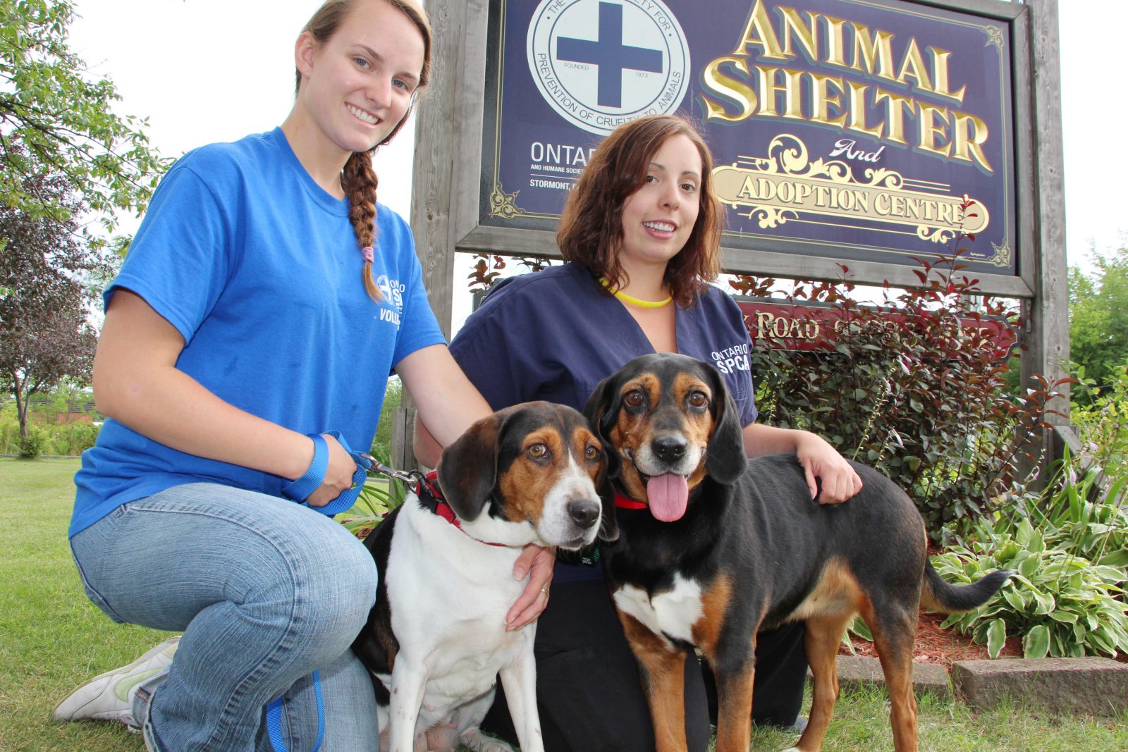 Inseparable hound dogs need new home