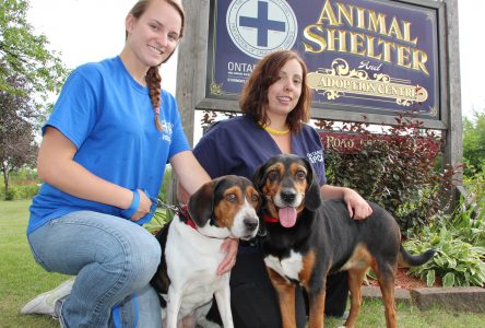 Inseparable hound dogs need new home
