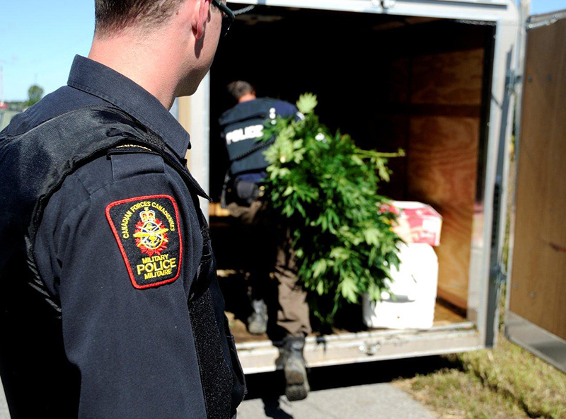 MASSIVE BUST: Over 7,500 pot plants seized in Cornwall area