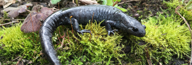 Salamander man coming to OPG