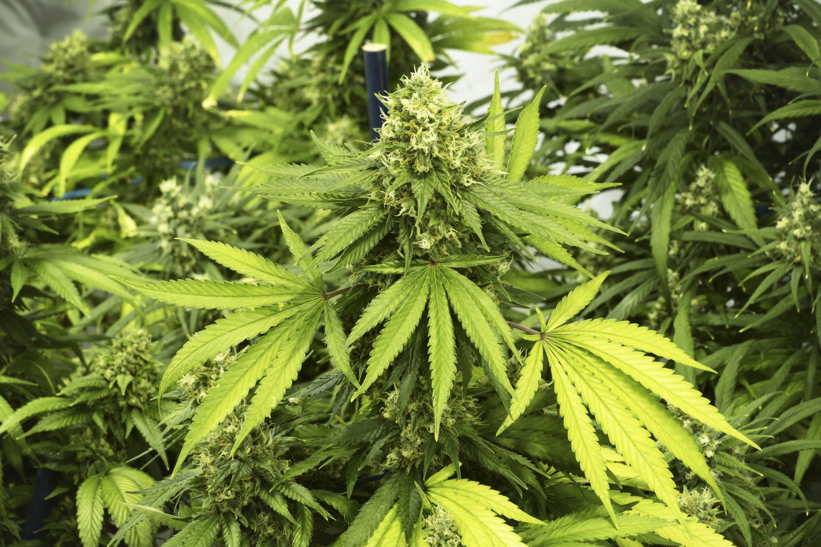 DBIA: Cornwall’s marijuana vendors by-law too restrictive