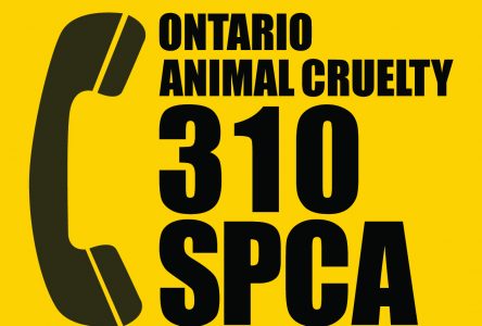 OSPCA exposes a cat abuser