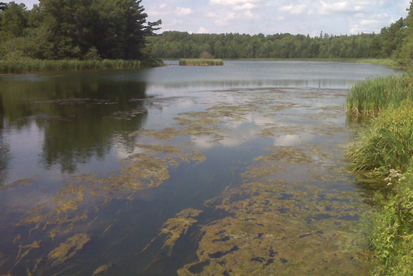 River institute studying spiking algae levels