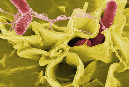 SALMONELLA OUTBREAK: Just two cases confirmed in Akwesasne