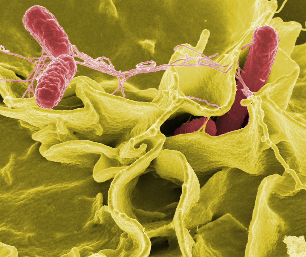 SALMONELLA OUTBREAK: Just two cases confirmed in Akwesasne
