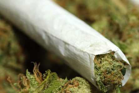 OPINION: Marijuana prohibition won’t stop “shatter” production
