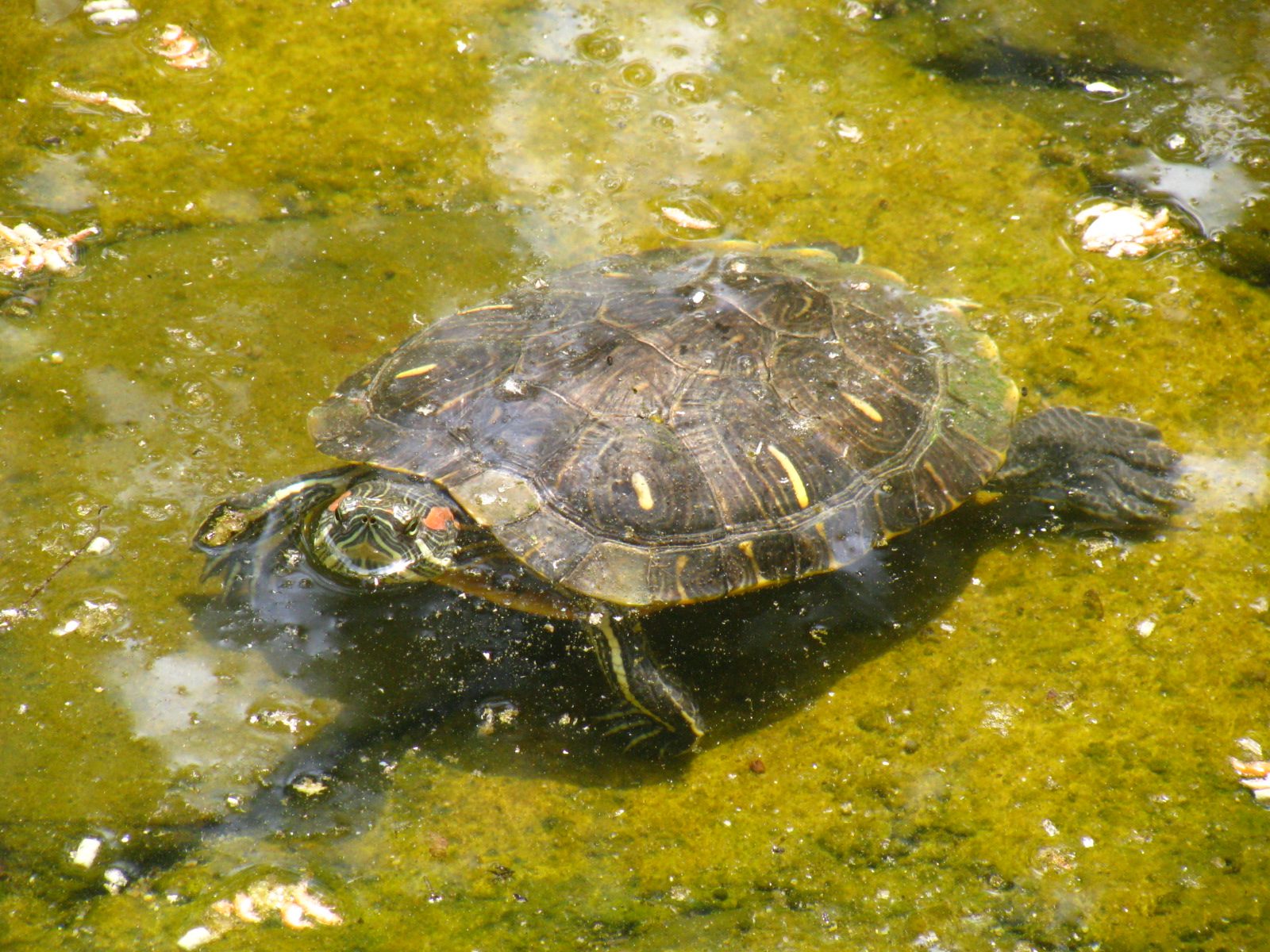 COLD-BLOODED SMUGGLING: Man sentenced for bringing turtles into Canada