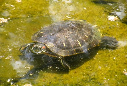 COLD-BLOODED SMUGGLING: Man sentenced for bringing turtles into Canada