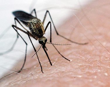 Mosquito advisory issued: Horse virus rears its ugly head in SDG