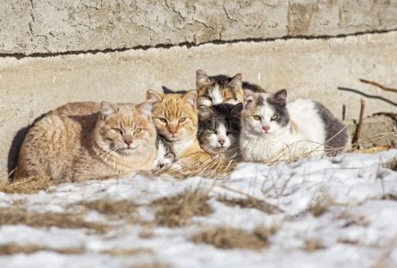 OSPCA seasonal programs assist feral cats