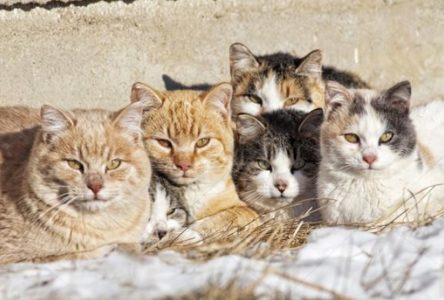 City launches Cat Consultation Survey