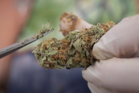 Province announces ‘strict’ regulations for cannabis stores