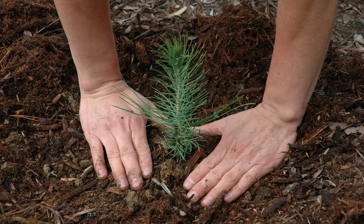 RRCA to give away free trees for Earth Day