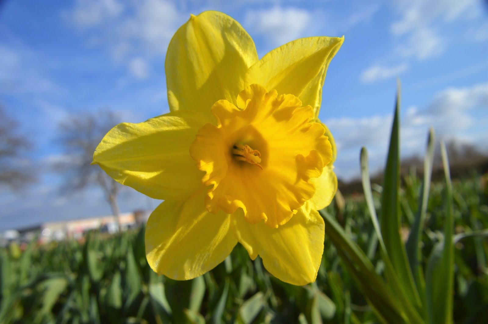 Daffodil Campaign raises $35,000 locally