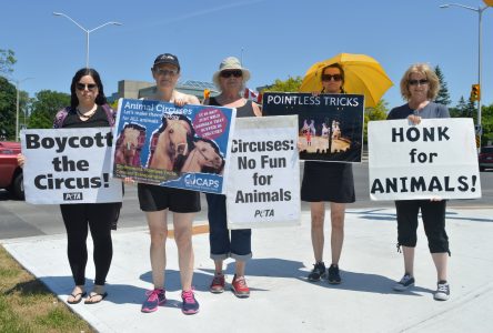 Protestors advocate for circus animal rights