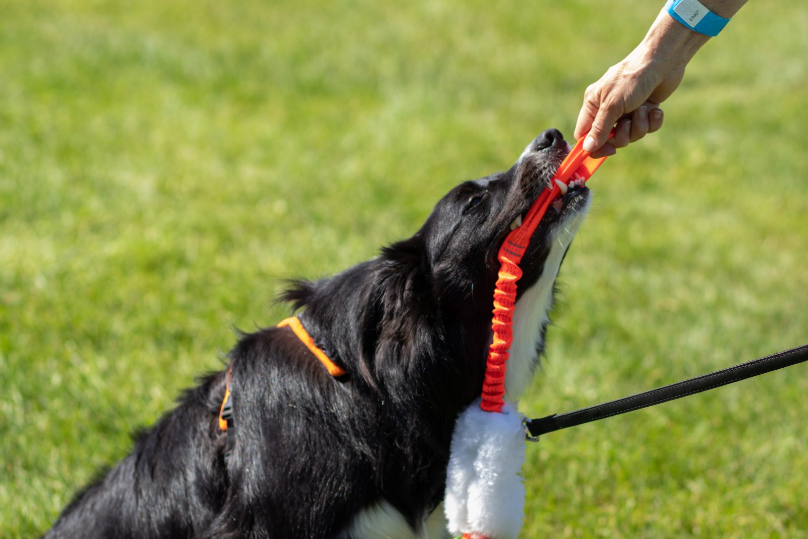 Cornwall District Kennel Club Dog Show