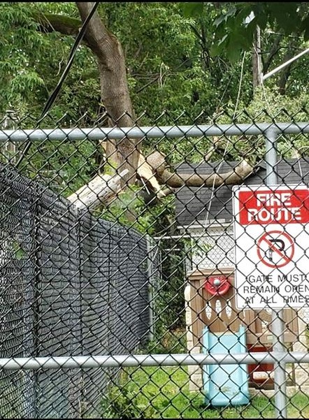 More than 50 trees knocked down in Cornwall’s East End