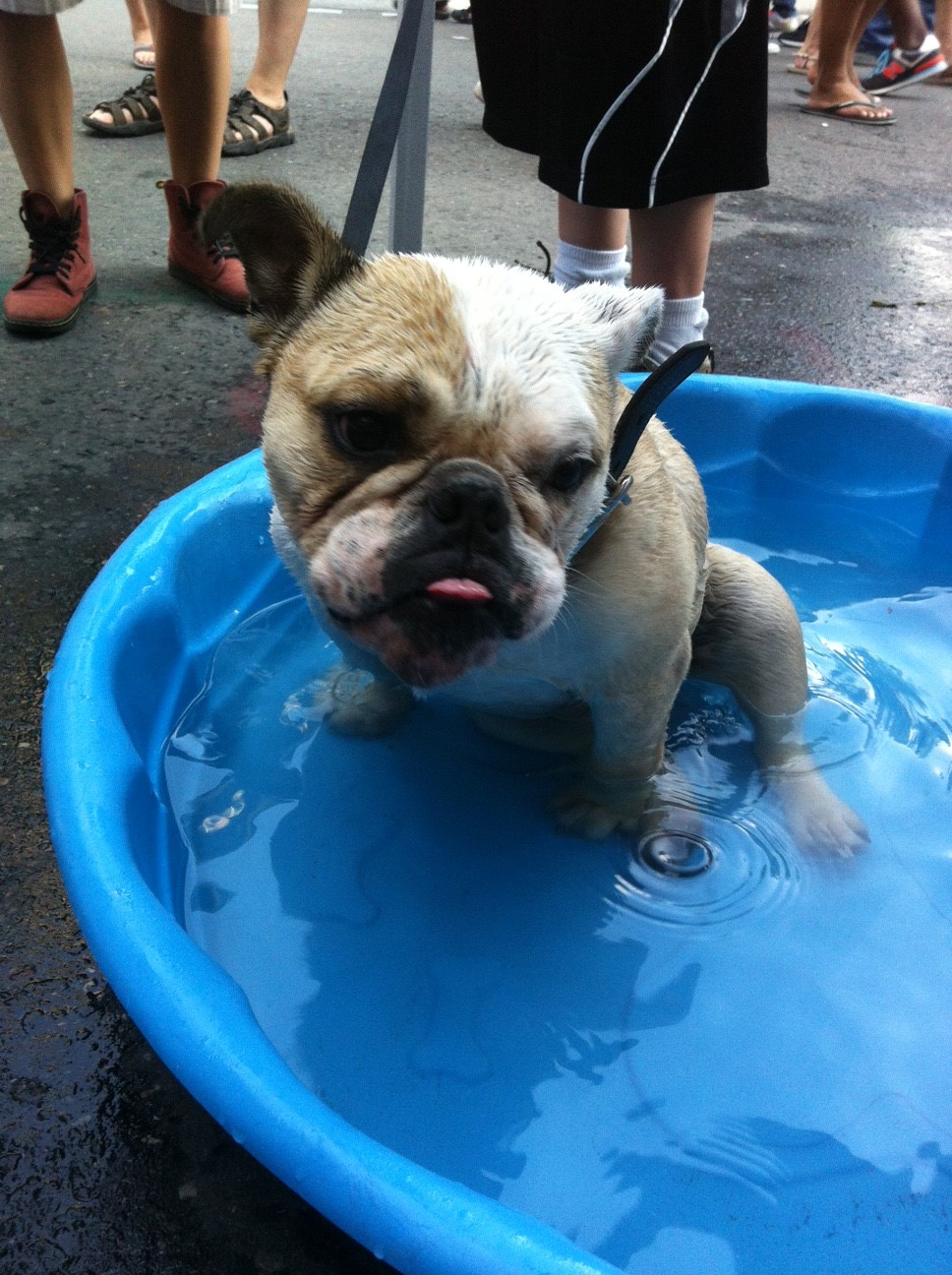 OSPCA tips for keeping your dog cool during heat event