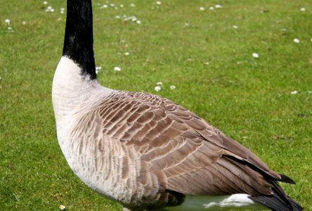 Canada geese are a real nuisance because of what they leave behind