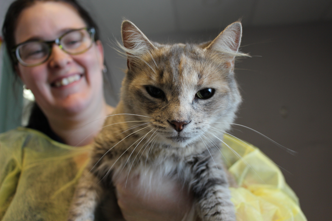 OSPCA to transfer 100 cats from Cornwall
