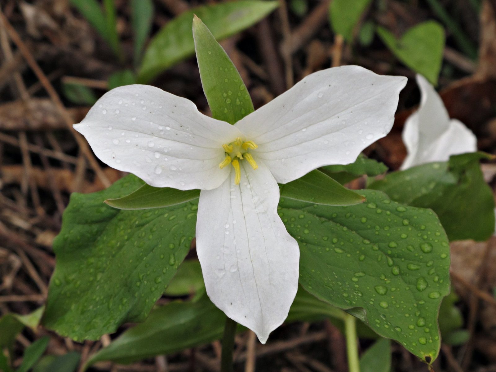 Trilliums in bloom