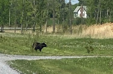 Bear sighted near Pilon’s Point