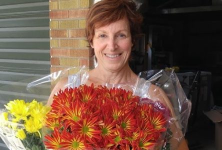 Rotary Club selling ‘mums for Thanksgiving