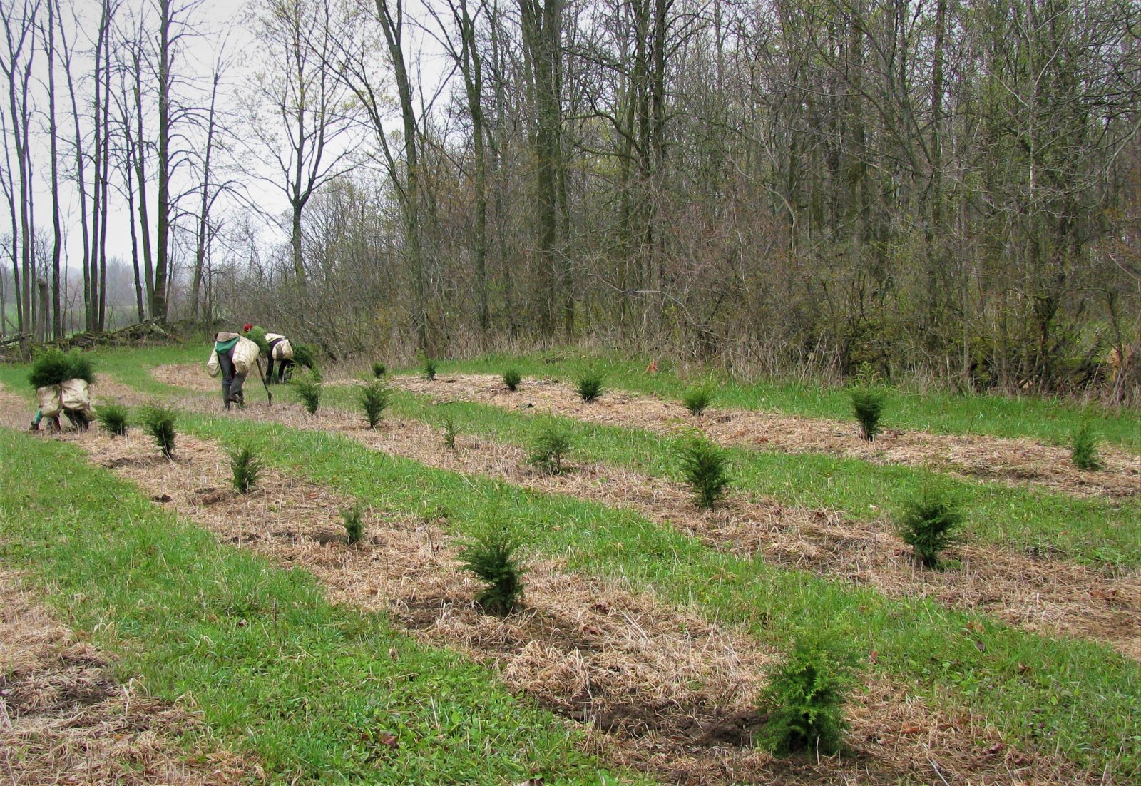 RRCA Accepting Tree Seedling Orders for Spring 2021