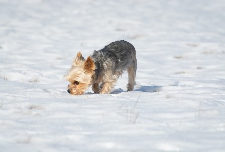 OSPCA shares tips to keep pets safe this winter