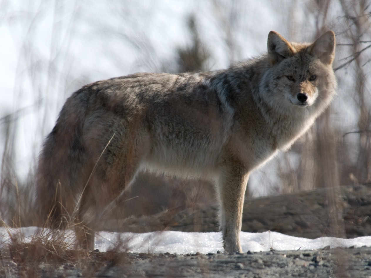 Active time of year for coyotes in region