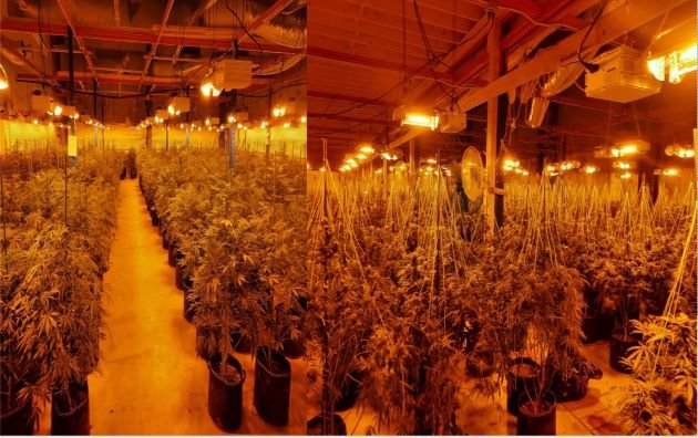 OPP seize 5K cannabis plants in South Glengarry