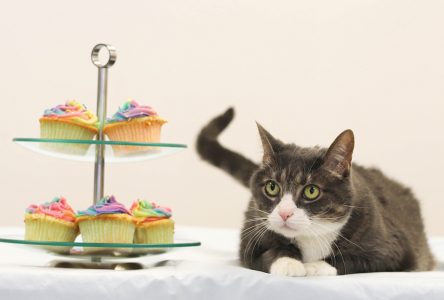 OSPCA celebrates National Cupcake Day