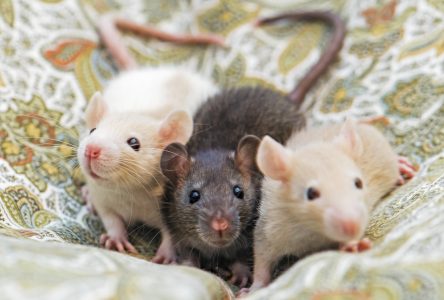 Building demolition halted due to rat infestation