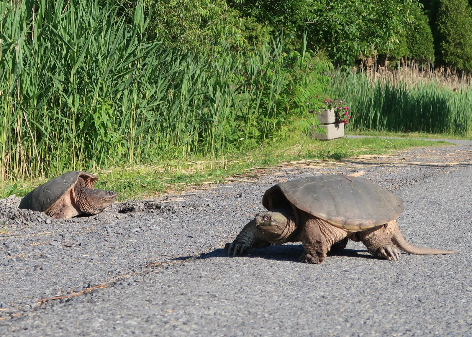 Turtles On the Move in RRCA Conservation Areas