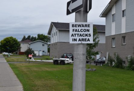 City warns of falcons in area of Sydney St. and Eleventh