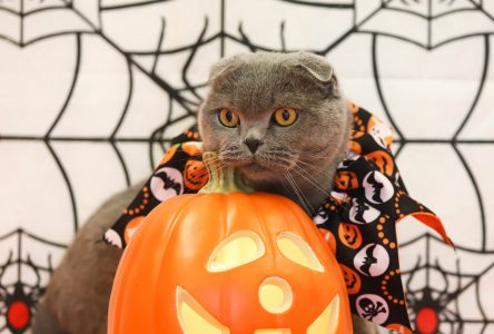 How will your pandemic pet react to Halloween? 5 safety tips from the Ontario SPCA
