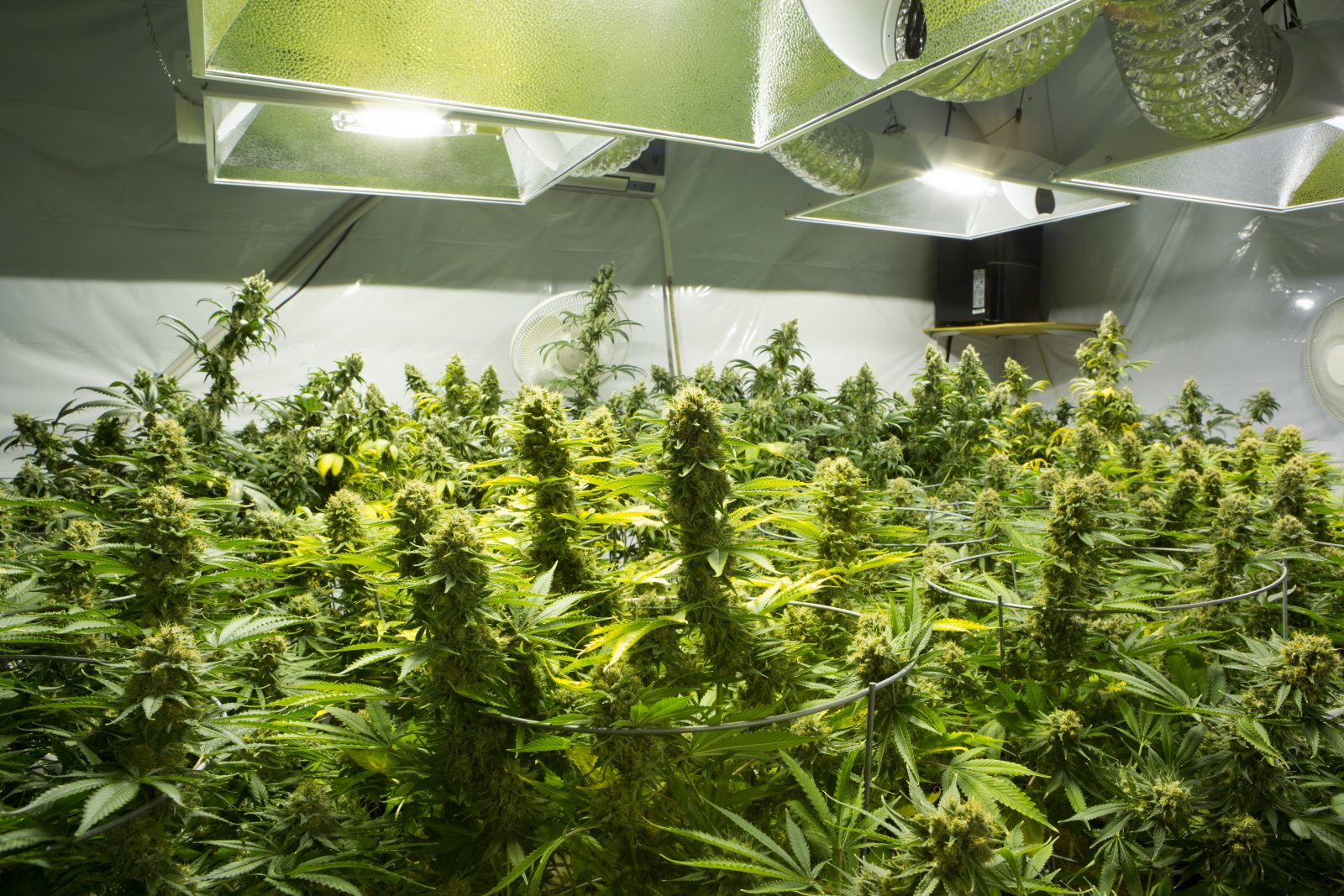 Proposed cannabis facility raises odour concerns