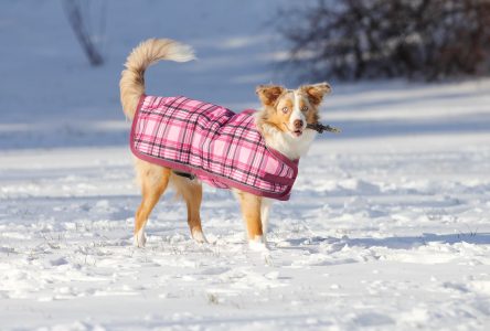La SPCA et la Société protectrice des animaux de l’Ontario recommandent la prudence durant les périodes de froid pour assurer la sécurité des animaux.